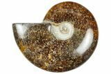 Polished Cretaceous Ammonite (Cleoniceras) Fossil - Madagascar #312184-1